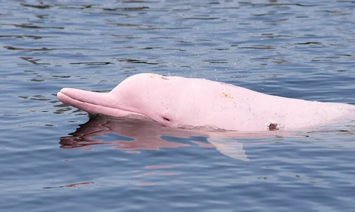 Pink Dolphin Spotting & Pig Island Speedboat Tour From Koh Samui