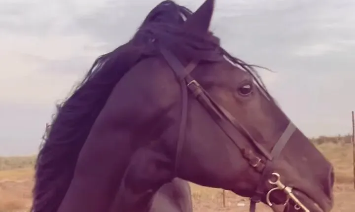 Private Horseback Riding Tour with Tea