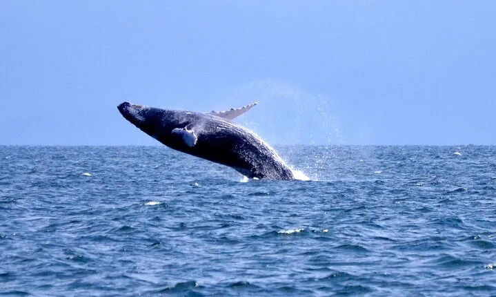 Tour with Whale Watching in Samaná, Beach and Waterfall