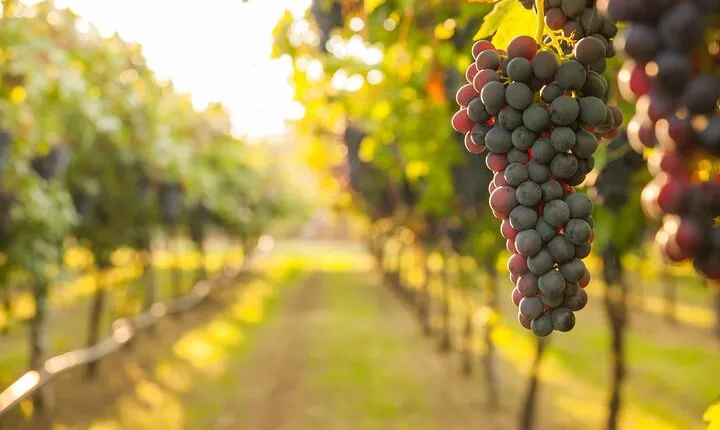 Rome Countryside Vineyards and Wine Tasting - Private Tour