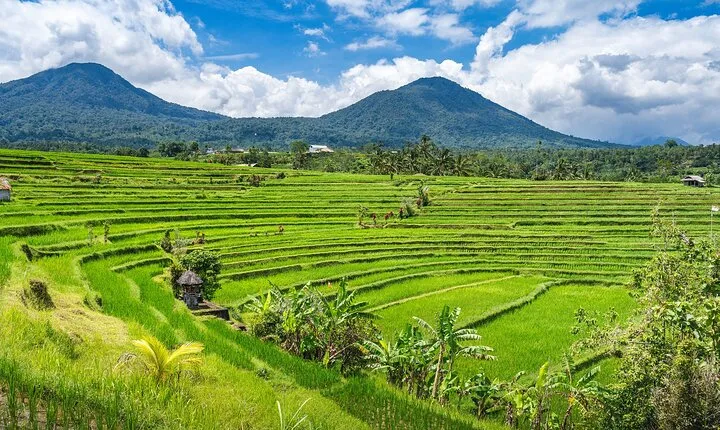 Full Day Private Guided Tour in North Bali