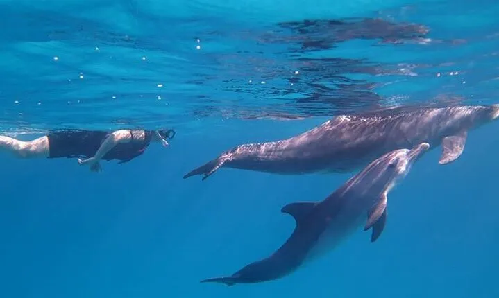 Dolphin House, amazing trip with snorkeling and dolphin watching
