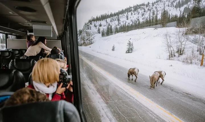 Private Chauffeur or Vehicle Tour of Banff National Park Canada