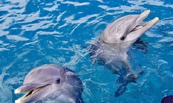 Dolphin Swimming Experience at Redsea with Lunch – Marsa Alam