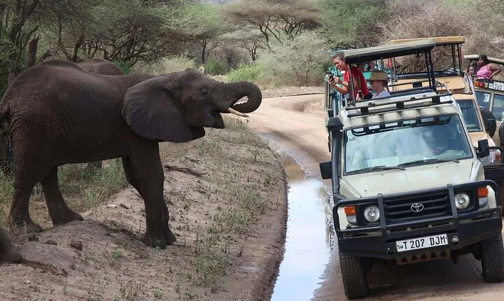 1 Day Lake Manyara Private Safari