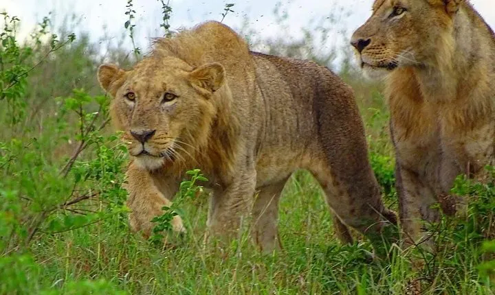 Nairobi National Park Game Drives