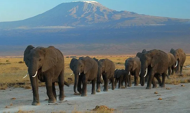 Day Tour to Amboseli National Park