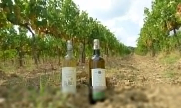 Gourmet Wine Tour San Gimignano Wine Tasting - San Quirico Winery