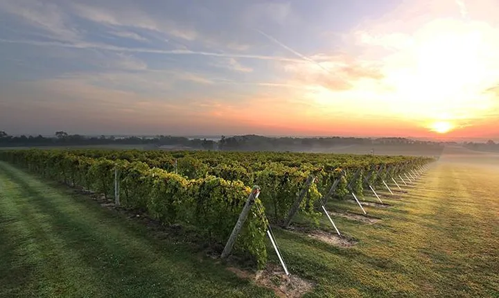 Private Tour: Mendoza Wine with Driver and Guide