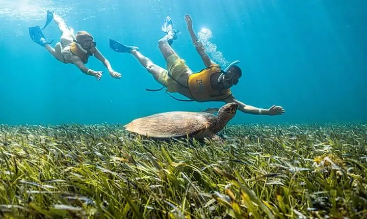 5-in-1 Cancun Adventure: Turtles, Reef, Musa, Shipwreck, Cenote