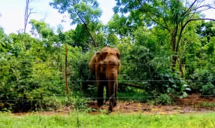 Udawalawe Safari - Private & Customize Tour
