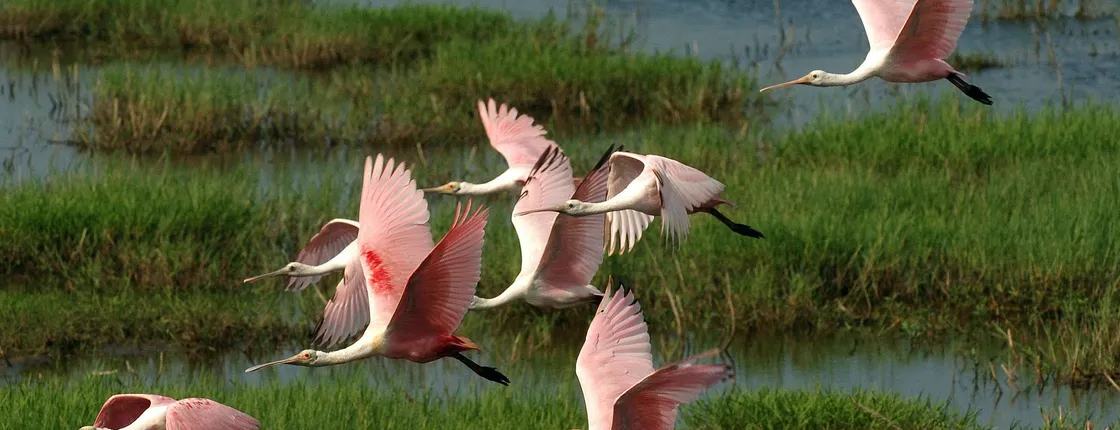 Everglades National Park full-day adventure tour with dry hike
