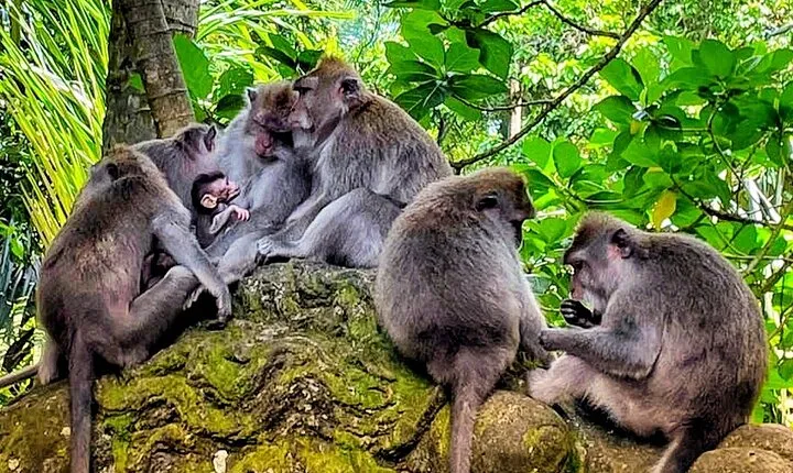 Ubud Tour - Highlight of Ubud - Traditional Tour