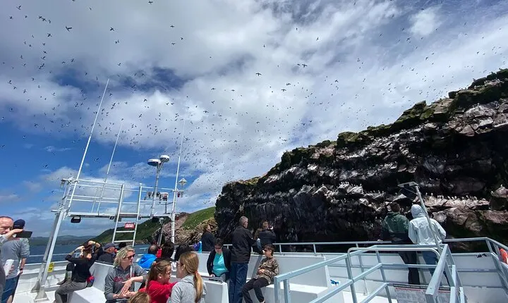 2 Hours Guided Whale and Bird Boat Tour in Bay Bulls