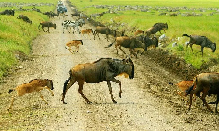 8 Days Great Migration - Grumeti River