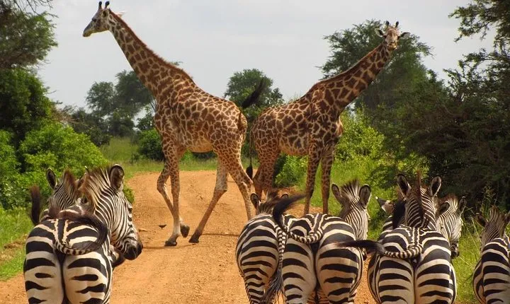 3 Days / 2 Nights Safari to Mikumi National Park