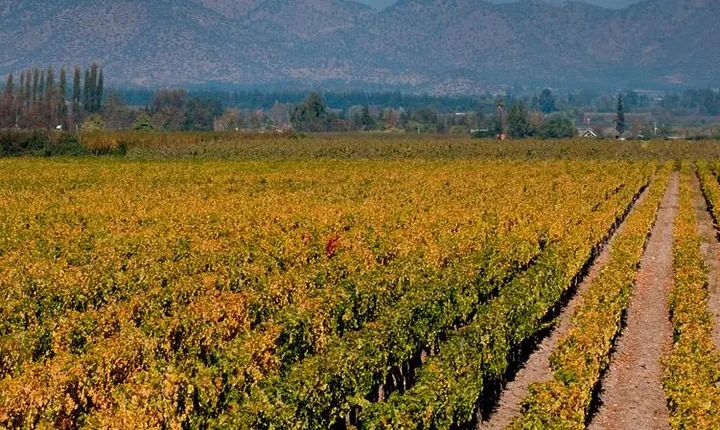 Half Day Trip to Cousiño Macul Vineyard from Santiago - Wine Tasting Included