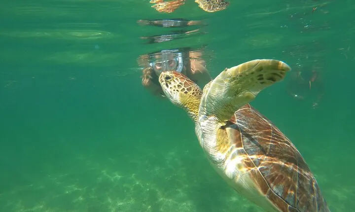 VIP Cenotes & Turtles Private Tour