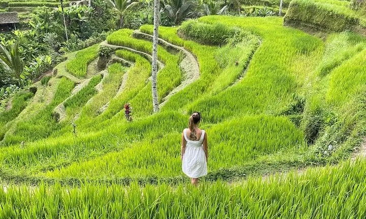 Ubud Waterfalls, Tegalalang rice Terrace and Ubud Jungle Swing