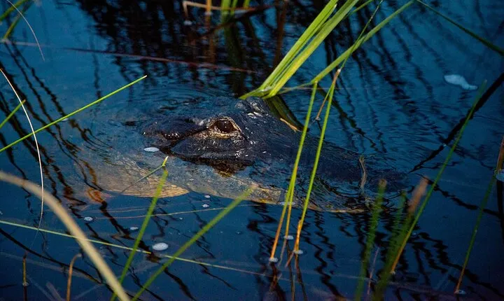 From Miami: Everglades Airboat and Alligators Night Tour