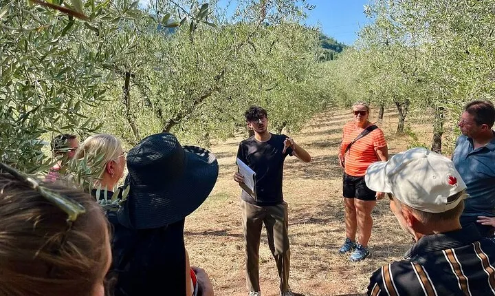 Guided tours of the olive grove with oil tasting.