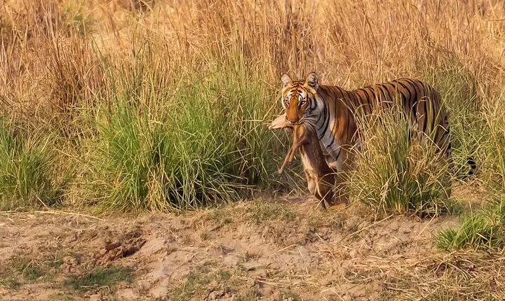 15 Days Indian Wildlife and Culture Tour