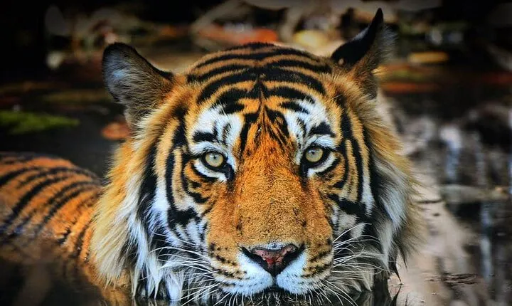 Adventures Ranthambore Wildlife Safari Tour from Delhi with Safari Rides