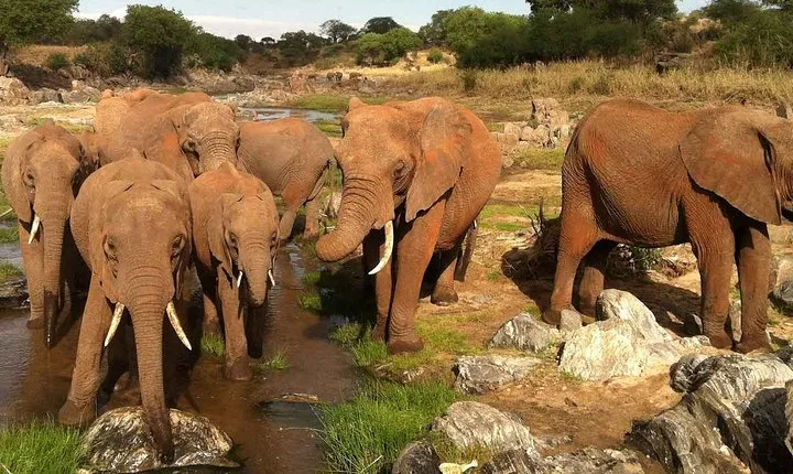 Day trip to Tarangire National Park