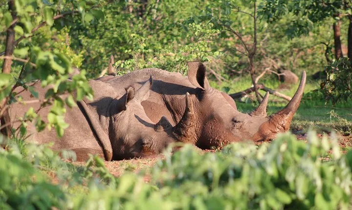 Game drive in the Mosi Oa Tunya National Park - Livingstone