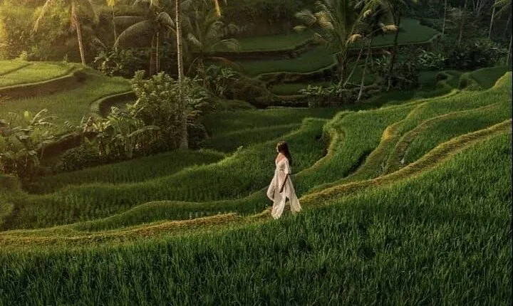 Ubud Most Iconic Waterfall, Water Temple and Rice Terrace Tour