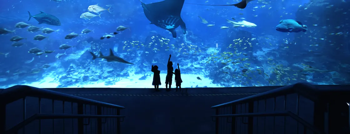 S.E.A. Aquarium™ Standard Tickets