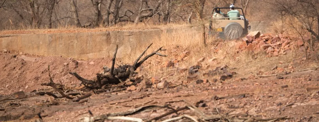 Half-day 4x4 safari at Ranthambore National Park