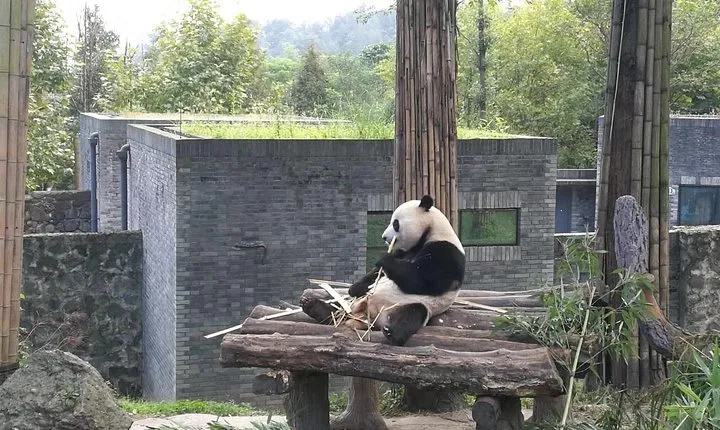 Private Chengdu Panda Base Day Tour by Round-way Flight from Guangzhou