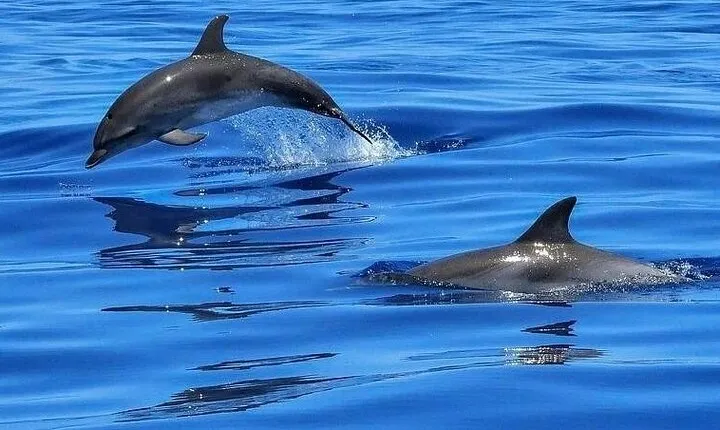 Dolphin Shelling Snorkeling Cruise in Tampa