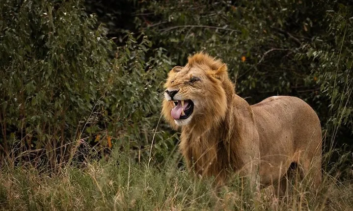 Masai Mara 3 Days 2 Nights