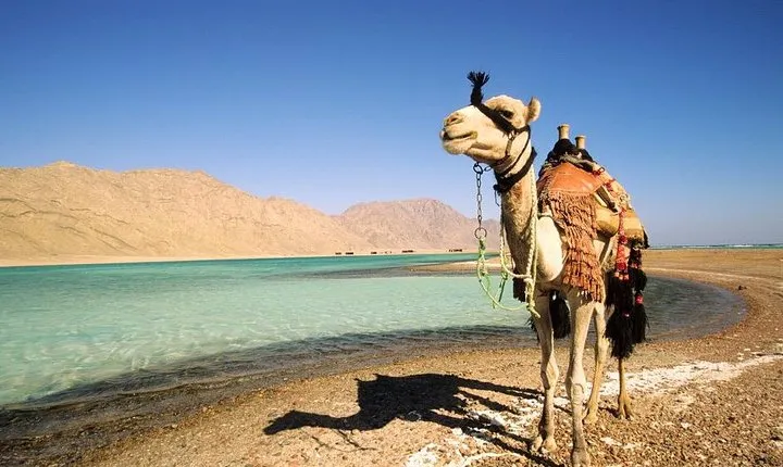 Blue Lagoon Beach 1-Hour Camel Safari from Dahab