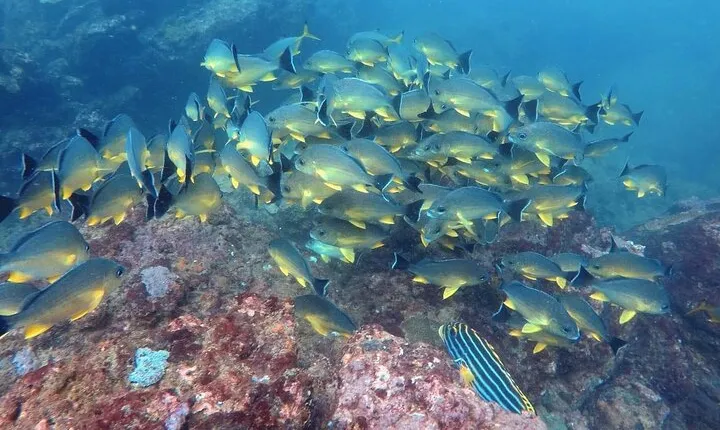 Scuba Diving in Negombo