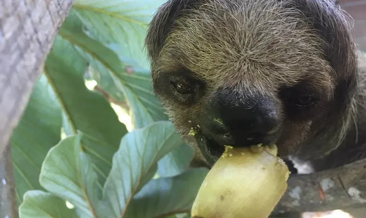 Roatan Shore Excursion: Monkeys, Sloths, and Snorkel Adventure