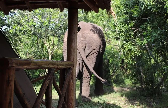 10 Day Western Uganda Wildlife Safari