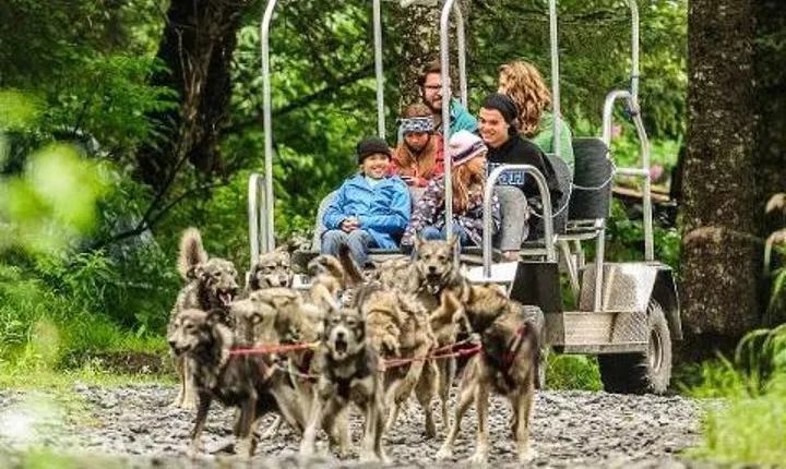 Turning Heads Kennel Dogsledding Experience & Tour