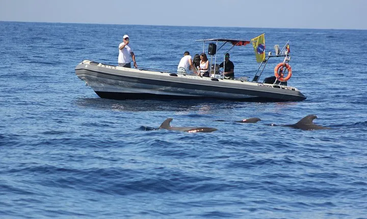 Whale Watching and Marine Science Tour