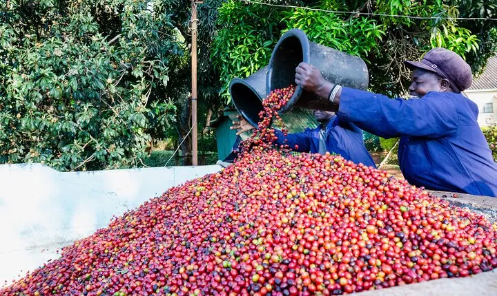 Coffee Farm Village & Factory Half Day Tour with Pick-Up