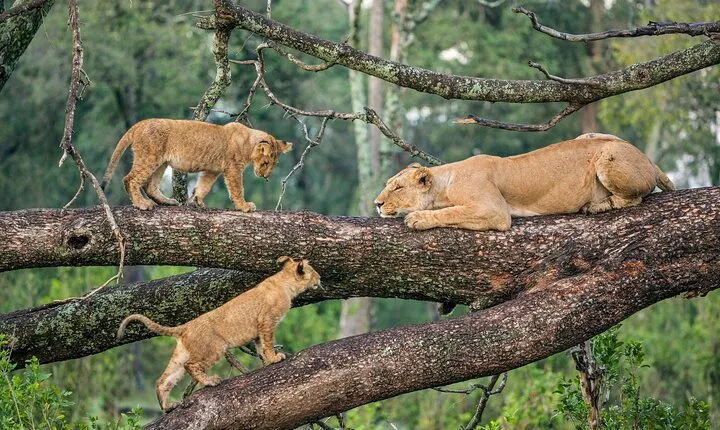 3 Days Group Joining Serengeti and Ngorongoro Safari