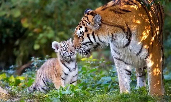 From Delhi: Golden Triangle with Tiger Safari Private Tour