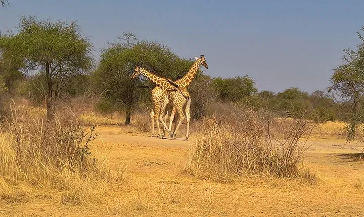 SAFARI - Zakouma National Park