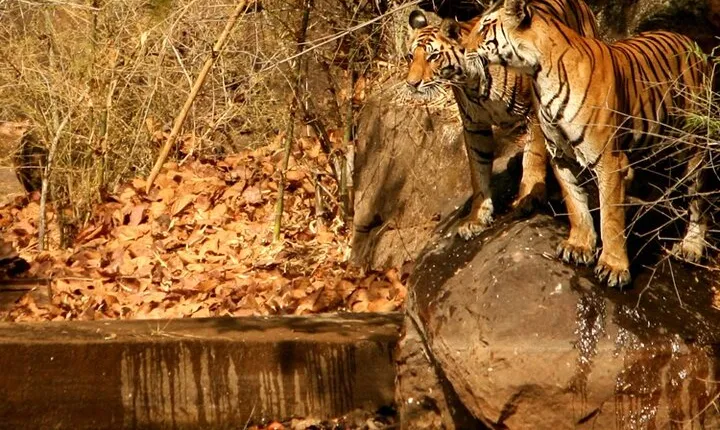 Chitwan and Bardia National Park Combo Safari Tour