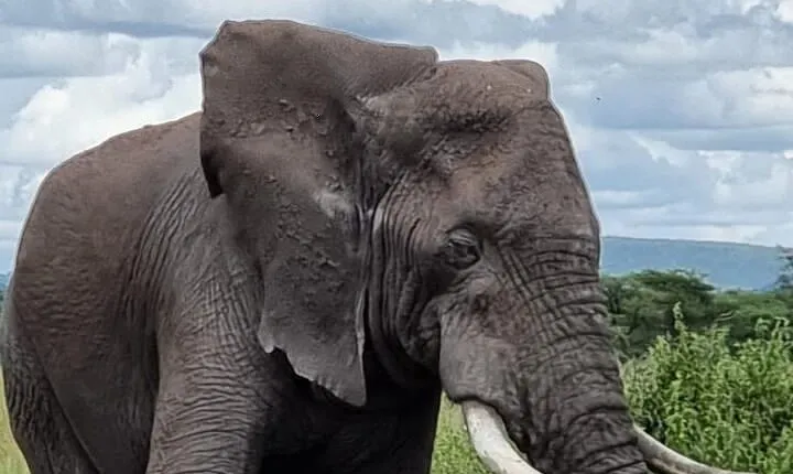 6 Days Private Safari in Tanzania