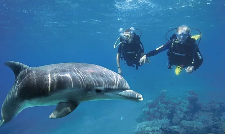 Swim with Dolphins in (Satayeh Reef) Transfer &lunch- El Quseir