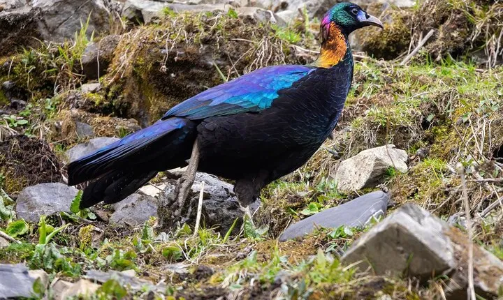 3-Day Chengdu Bird-Watching Tour (Nearby Areas