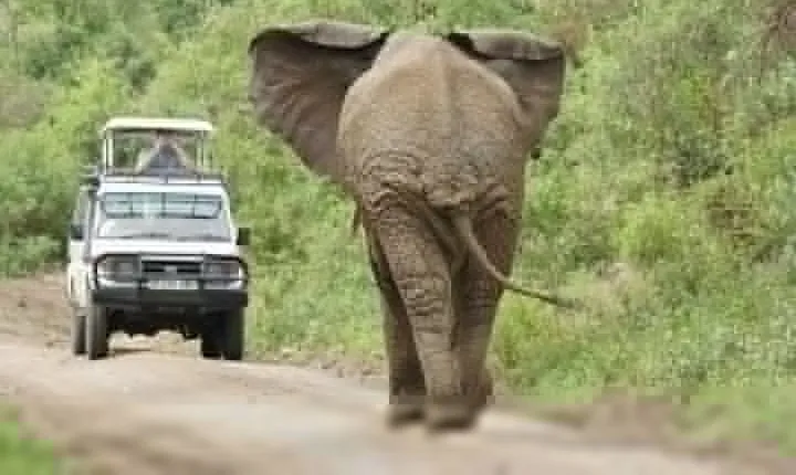 Tarangire, Serengeti, Ngorongoro Group Tour (4 Days)